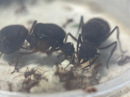 Atta texana Königinnen mit vielen Eiern und den ersten Arbeiterinnen