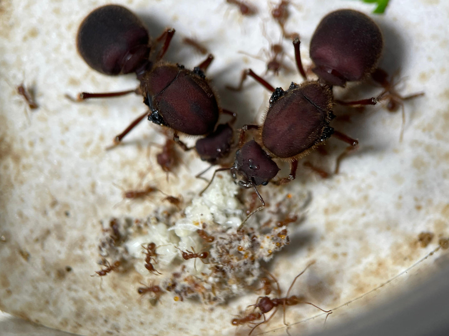 Atta texana Nest mit zwei Königinnen und ersten eigenen Arbeiterinnen