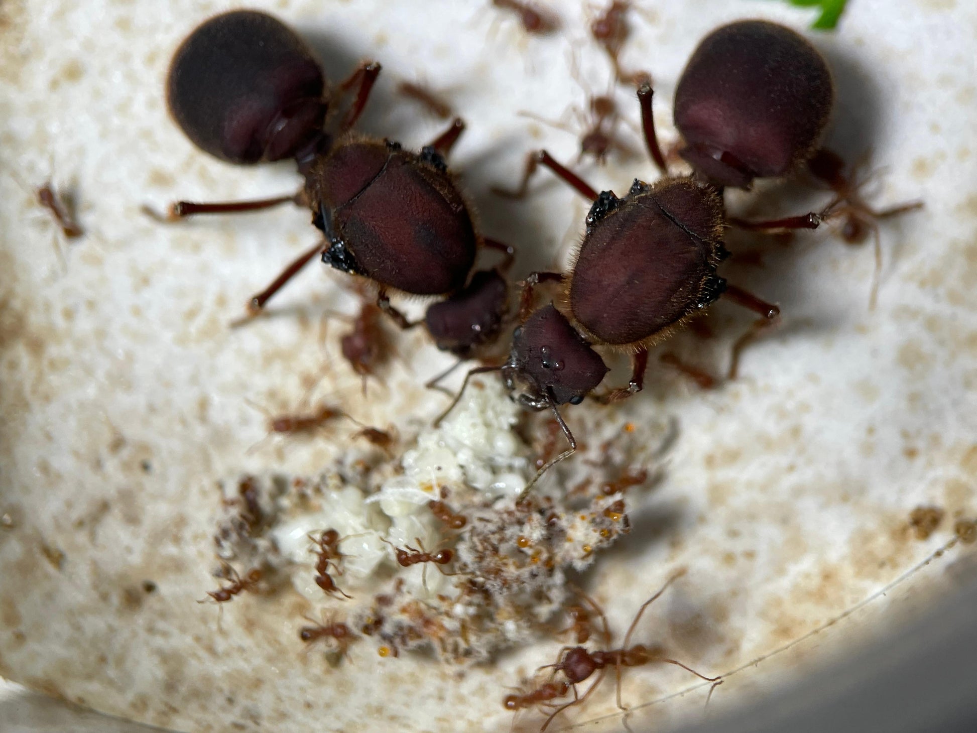 Atta texana Nest mit zwei Königinnen und ersten eigenen Arbeiterinnen