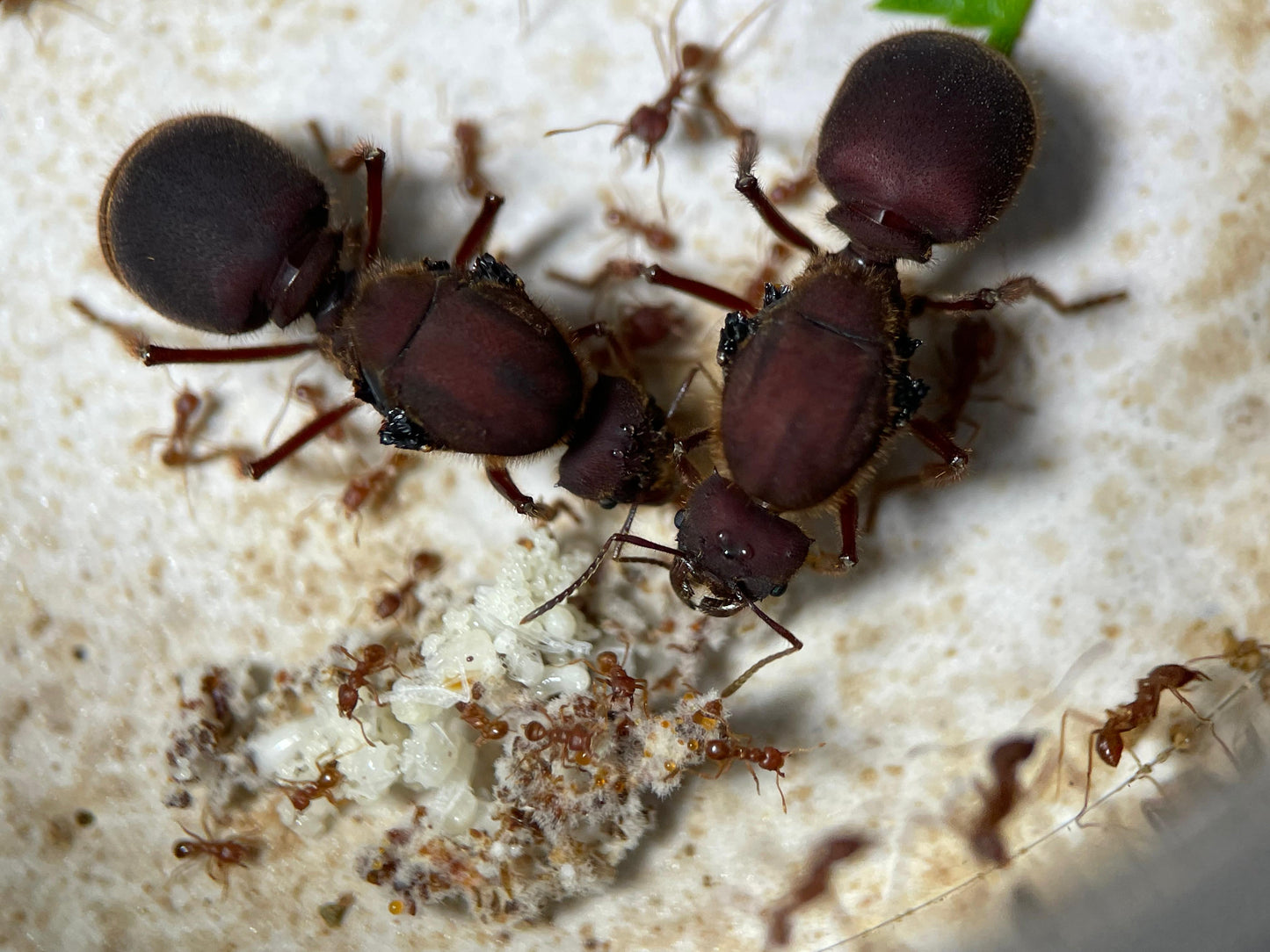 Atta texana Königinnen mit ersten Arbeiterinnen und Brut an ihrem Pilz