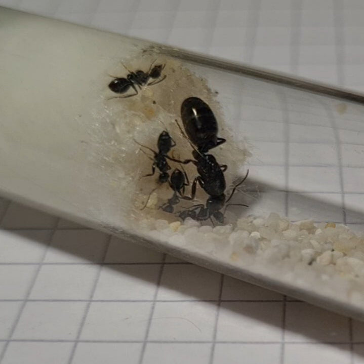 Camponotus brevis Koenigin und erste Arbeiterinnen mit Eiern im Nest