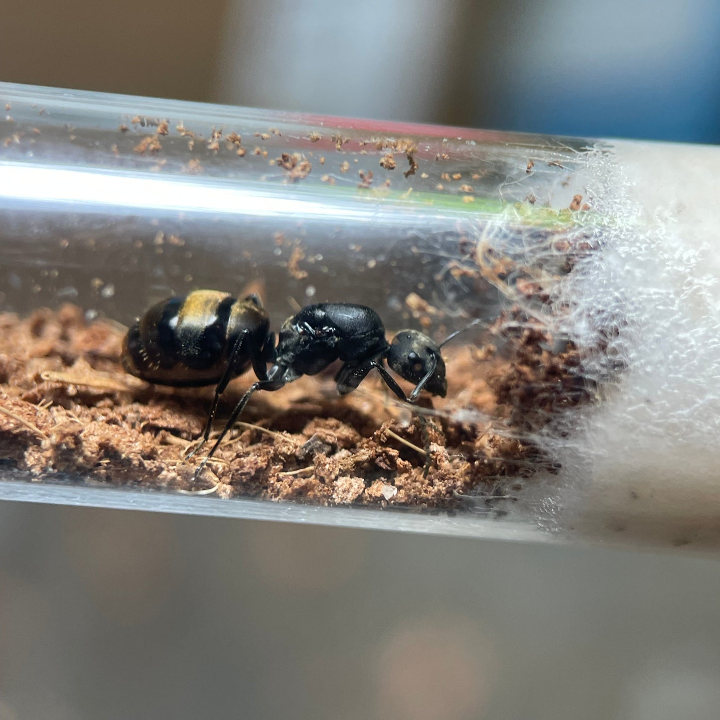 Camponotus chilensis Koenigin in der Gründungsphase in ihrem Nest