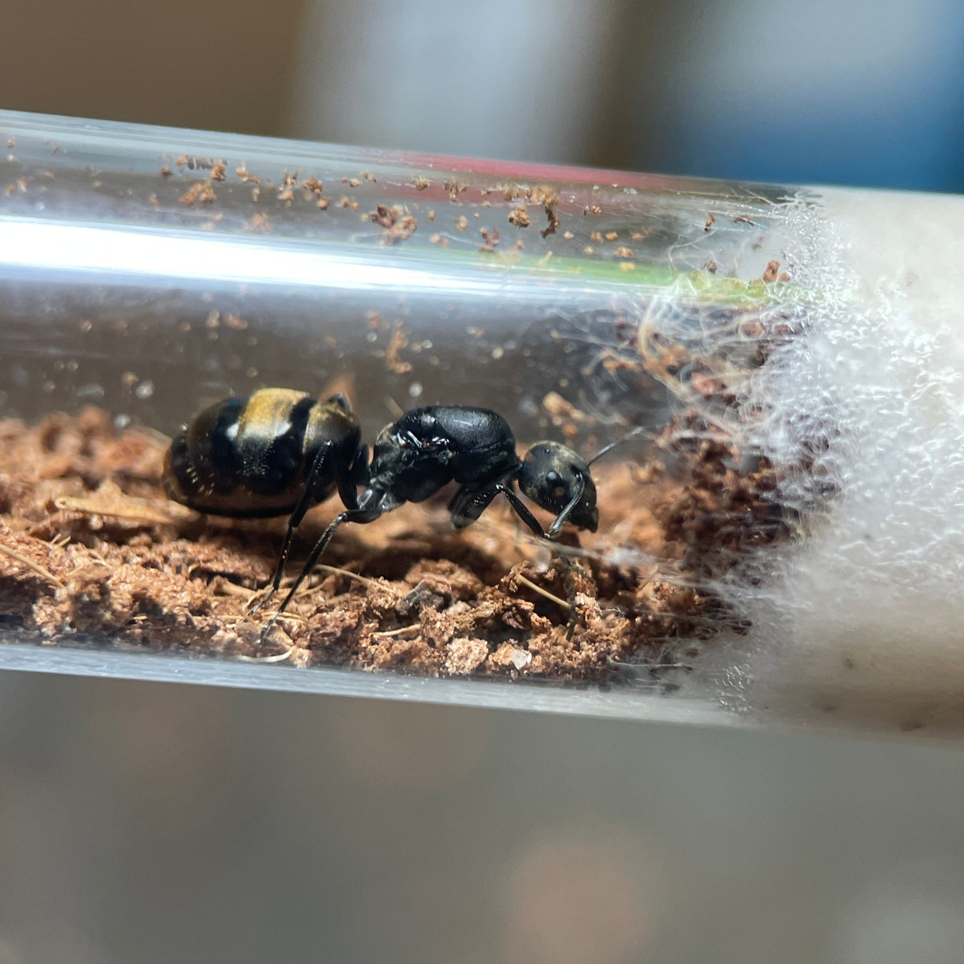 Camponotus chilensis Koenigin in der Gründungsphase in ihrem Nest