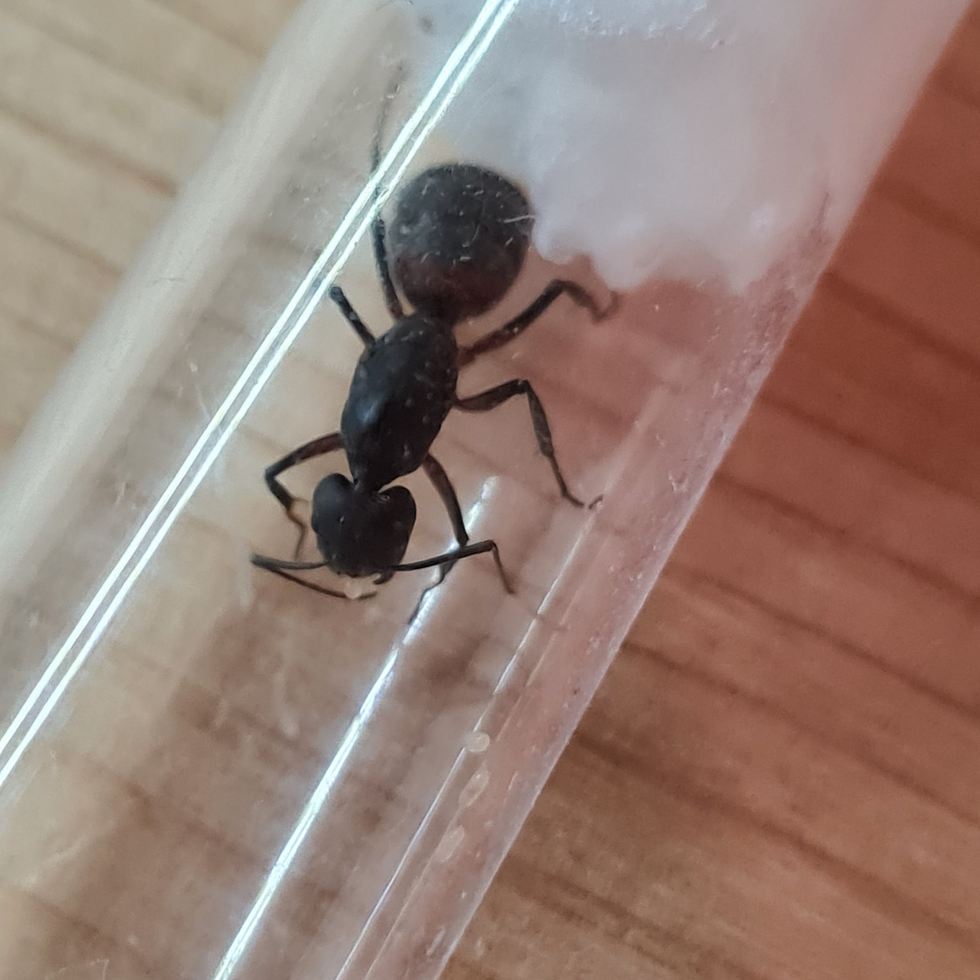 Camponotus cruentatus Königin mit ersten Eiern in ihrem Nest während der Gründung