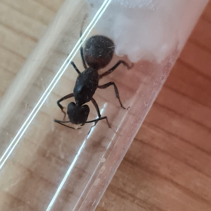 Camponotus cruentatus Königin mit ersten Eiern in ihrem Nest während der Gründung