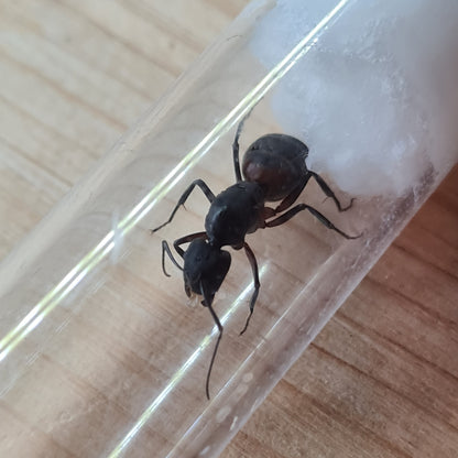 Camponotus cruentatus Königin in Ihrem Nest während der claustralen Gründung