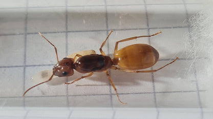 Camponotus fedtschenkoi Nahaufnahme in ihrem Nest mit Larven und Puppen