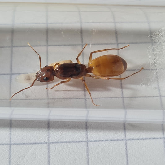 Camponotus fedtschenkoi Königung während der Gründung in ihrem Nest mit Brut