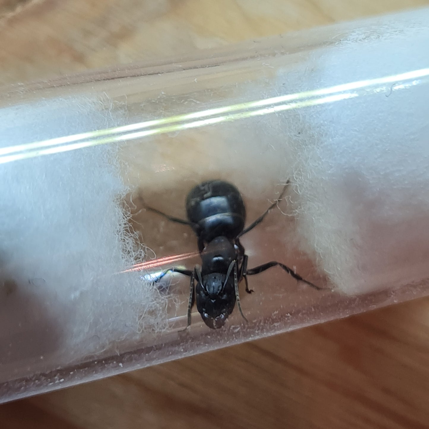 Camponotus foreli Königin im Nest während der Gründung aber noch ohne Brut