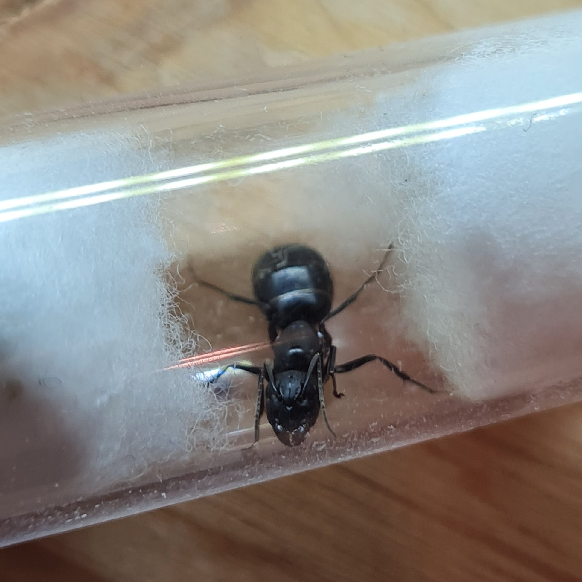 Camponotus foreli Königin im Nest während der Gründung aber noch ohne Brut