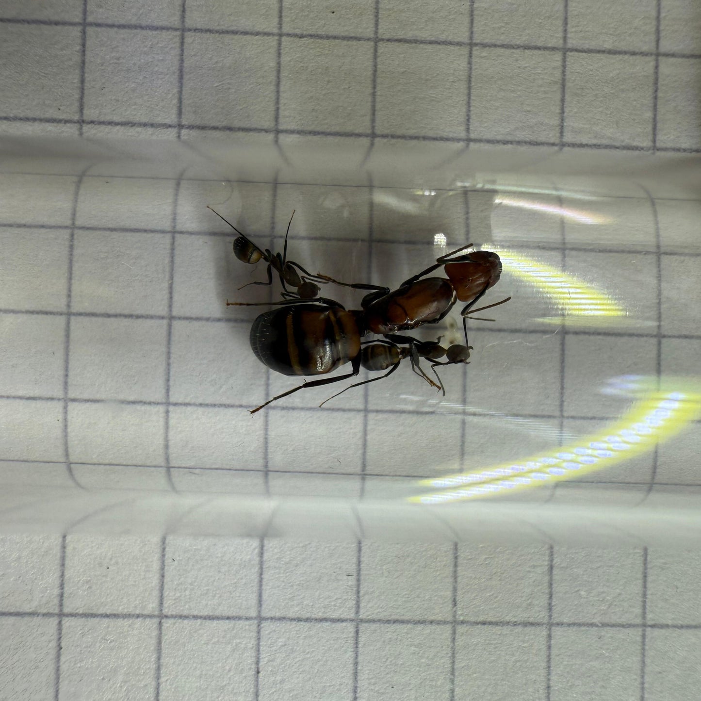 Camponotus nicobarensis im Nest kurz nach der erfplgreichen Gründung mit Arbeiterinnen und Brut