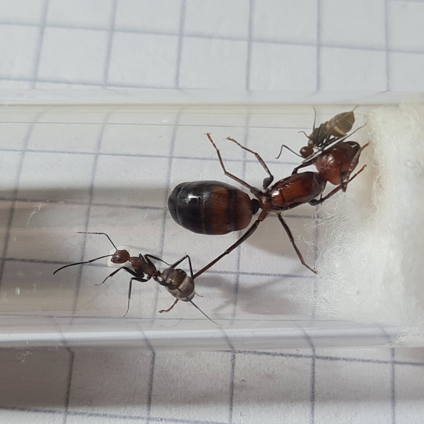 Camponotus nicobarensis Koenigin mit ihren ersten Arbeiterinnen im Nest