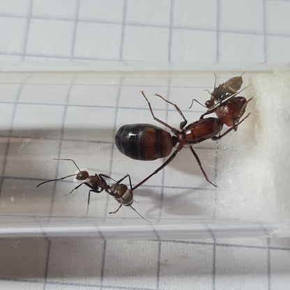 Camponotus nicobarensis Koenigin mit ihren ersten Arbeiterinnen im Nest