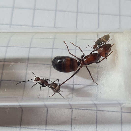 Camponotus nicobarensis Koenigin mit ihren ersten Arbeiterinnen im Nest