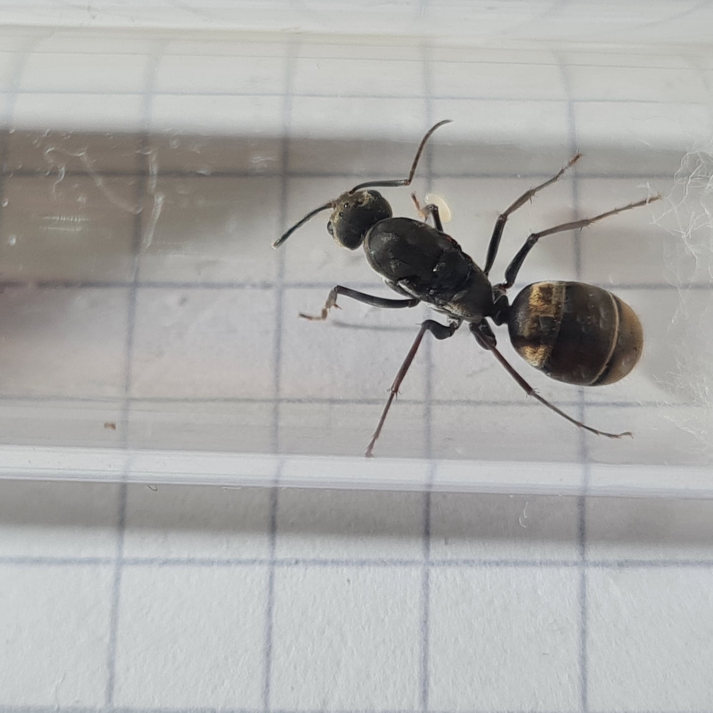 Camponotus parius Koenigin während der Gründung im Nest mit ihren ersten Eiern