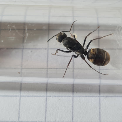 Camponotus parius Koenigin während der Gründung im Nest mit ihren ersten Eiern