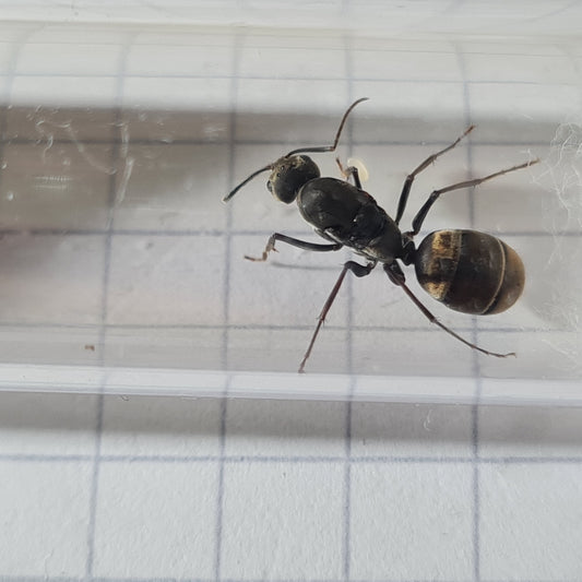 Camponotus parius Koenigin während der Gründung im Nest mit ihren ersten Eiern