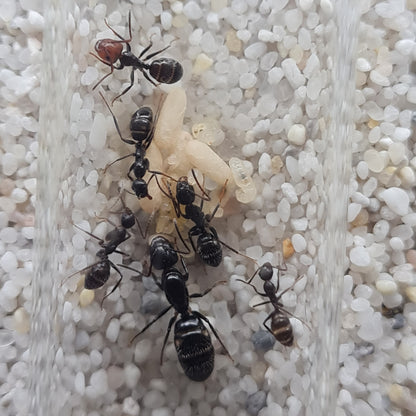 Camponotus sexguttatus nach erfolgreicher Gründung der Kolonie mit Koenigin, Arbeiterinnen und Brut