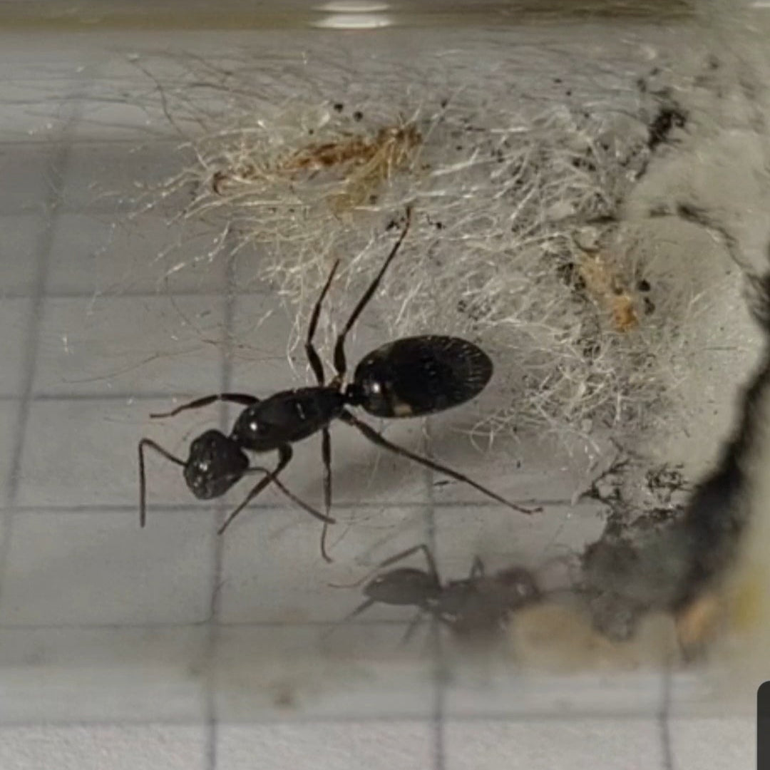Camponotus sexguttatus Nahaufnahme der Koenigin in ihrem Nest 