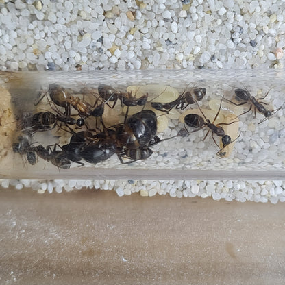 Camponotus sp Tunesien kleine Kolonie in ihrem Nest mit Arbeiterinnen, König und viel Brut