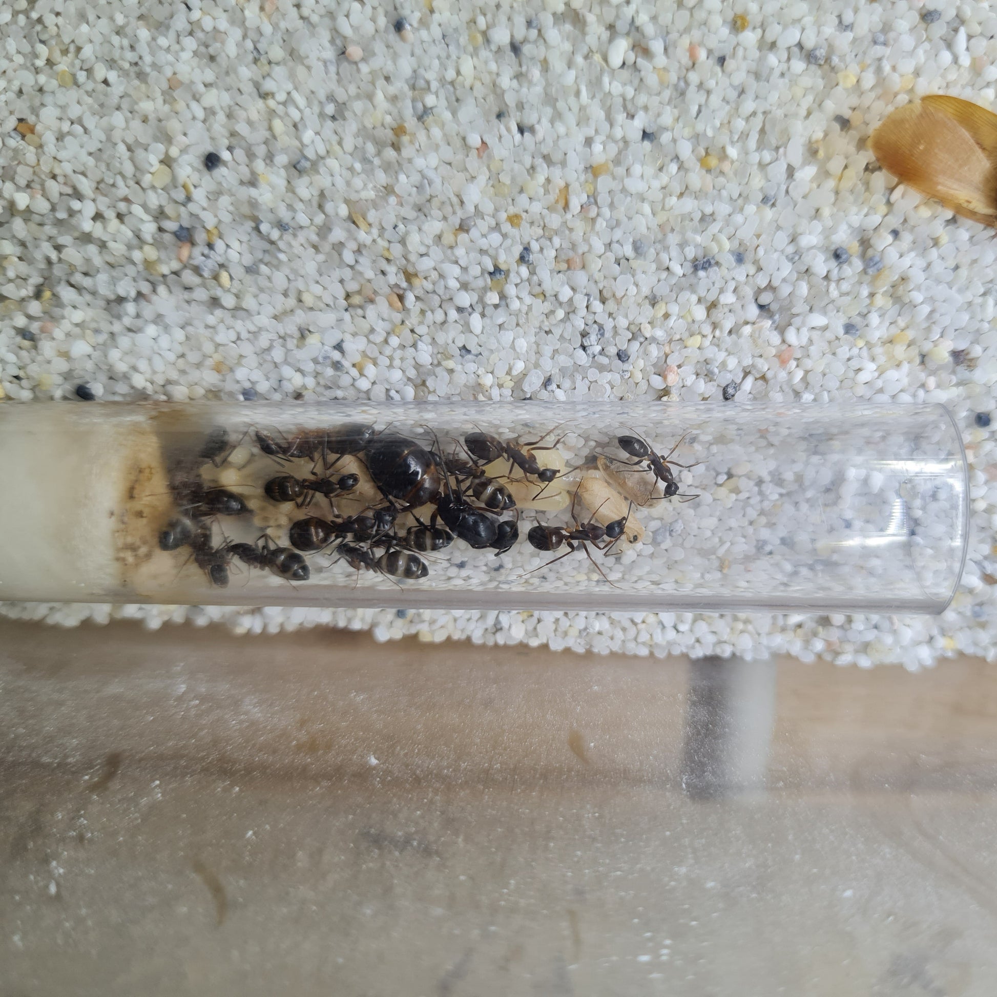 Camponotus sp Tunesien Königin in der Mitte der Kolonie gut erkennbar mit Puppen daneben