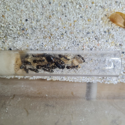 Camponotus sp Tunesien Königin in der Mitte der Kolonie gut erkennbar mit Puppen daneben