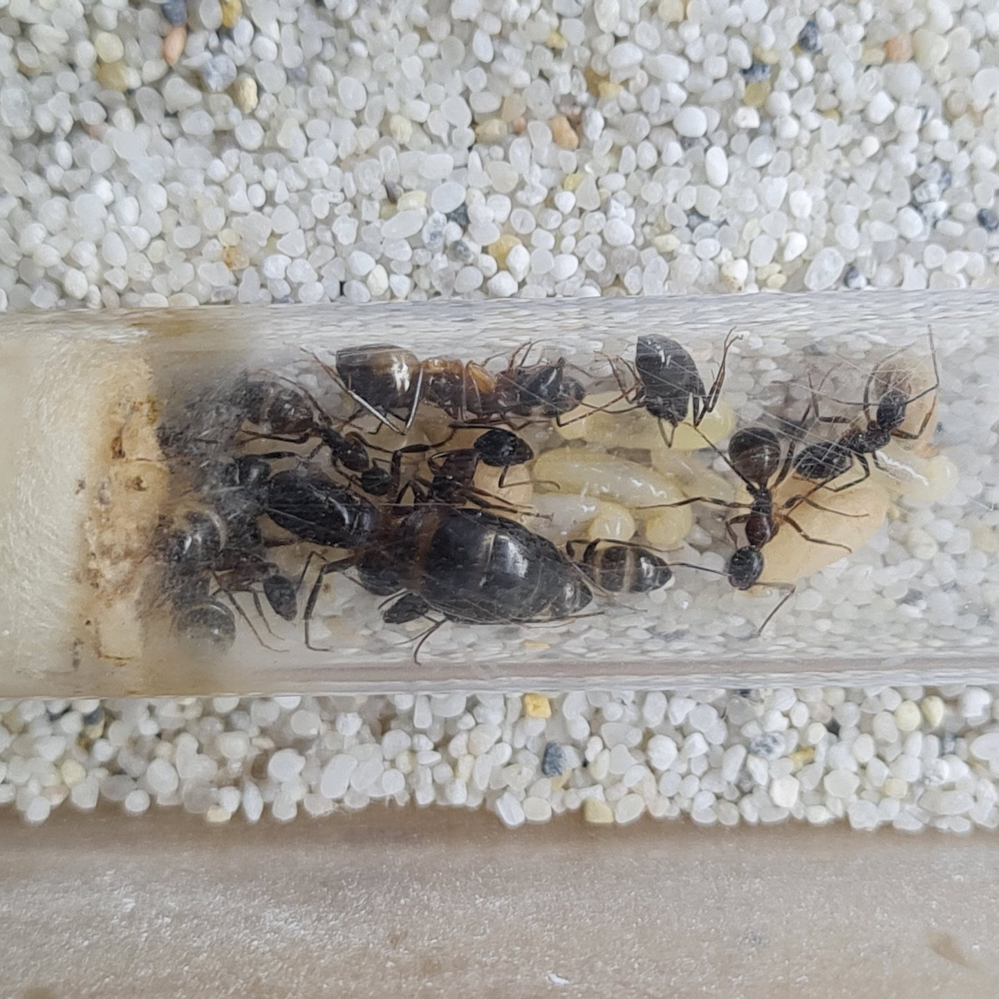 Camponotus sp Tunesien Nahaufnahme vom Nest mit sehr großen Puppen in der Mitte