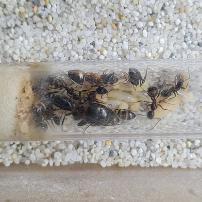 Camponotus sp Tunesien Nahaufnahme vom Nest mit sehr großen Puppen in der Mitte