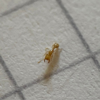 Carebara castanea Arbeiterin in Nahaufnahme mit offenen Mandibeln