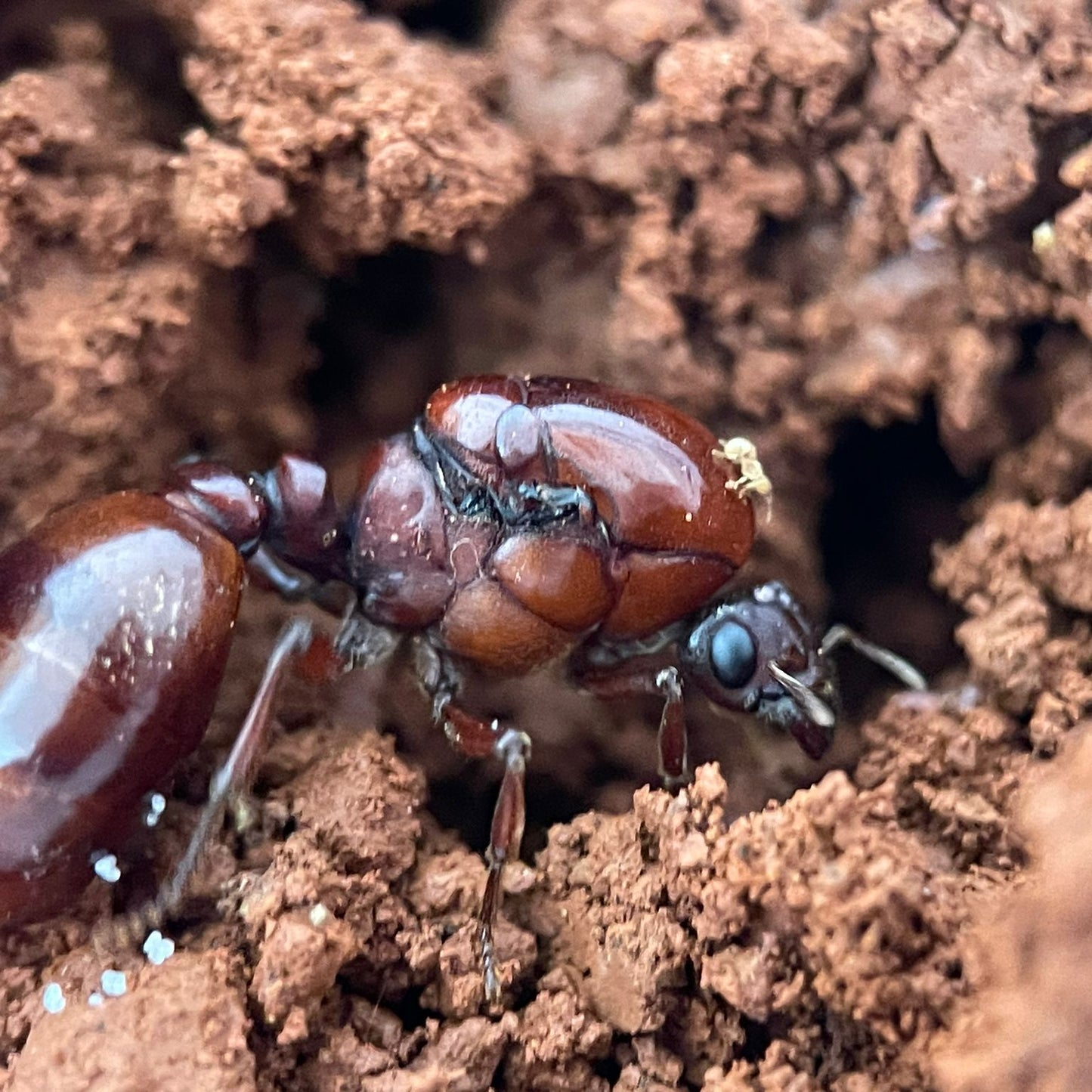 Carebara castanea Königin in Nahaufnahme mit Erde m Hintergrund