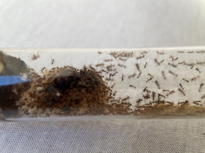 Carebara diversa Reagenzglasnest mit Arbeiterinnen, Königin und Brut