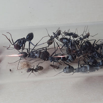Cataglyphis hispanica