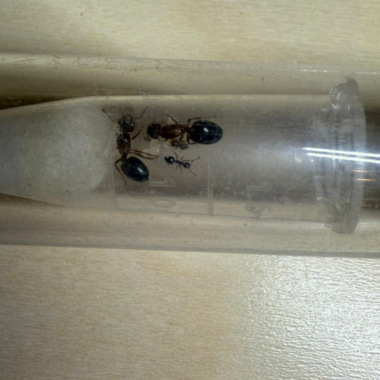 Crematogaster rogenhoferi
