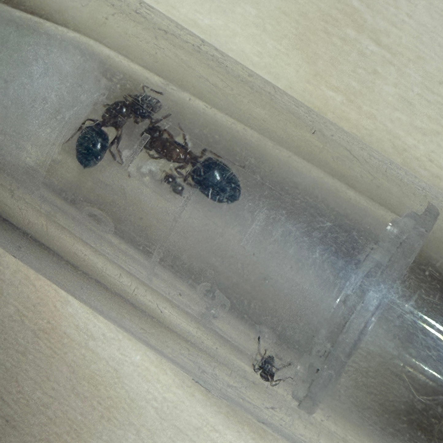 Crematogaster rogenhoferi Königinnen in ihrem Nest nach der erfolgreichen Gründung