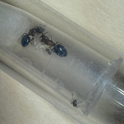 Crematogaster rogenhoferi Königinnen in ihrem Nest nach der erfolgreichen Gründung