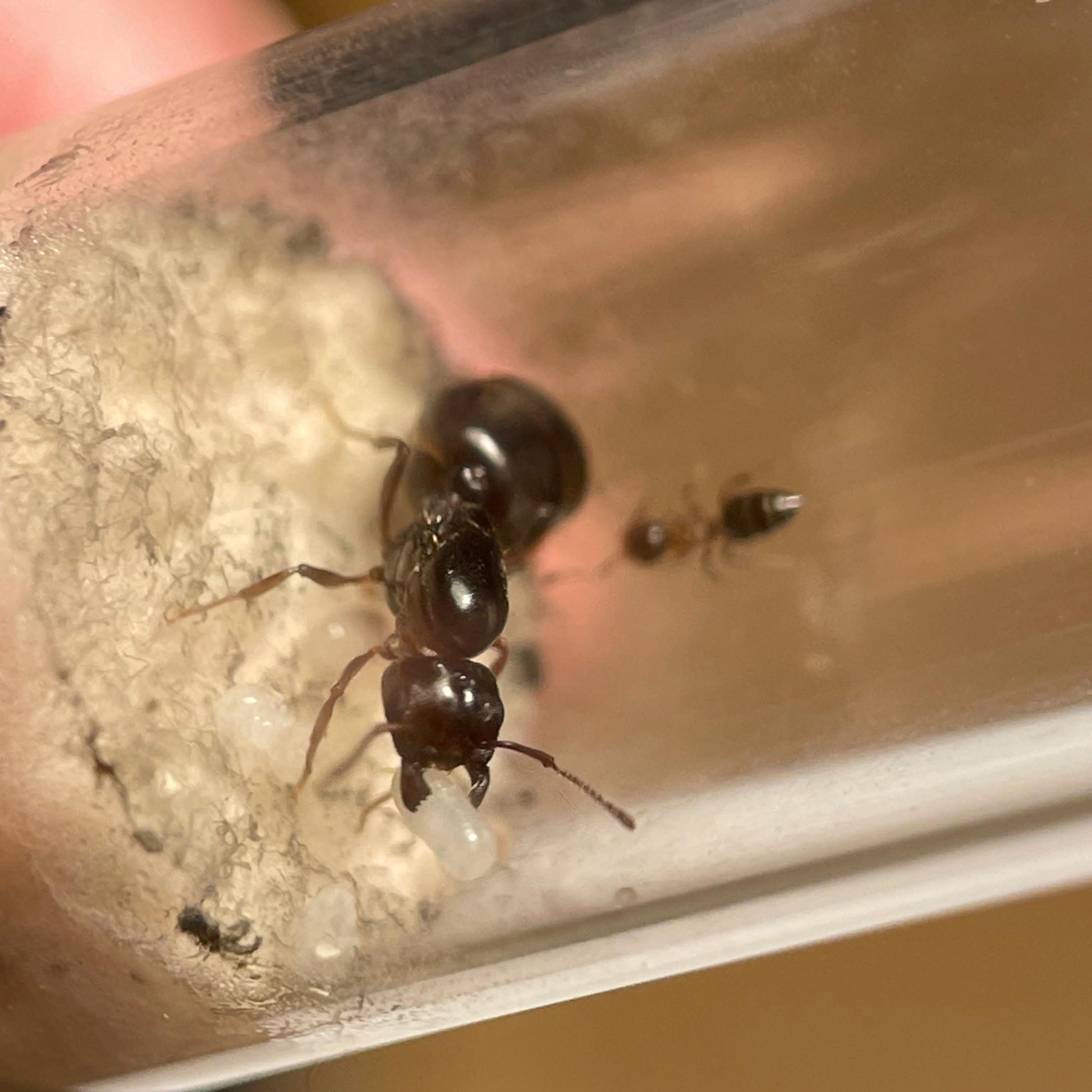 Crematogaster sp Arizona Königin mit einer Arbeiterin und Brut