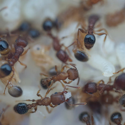 Tetramorium bicarinatum