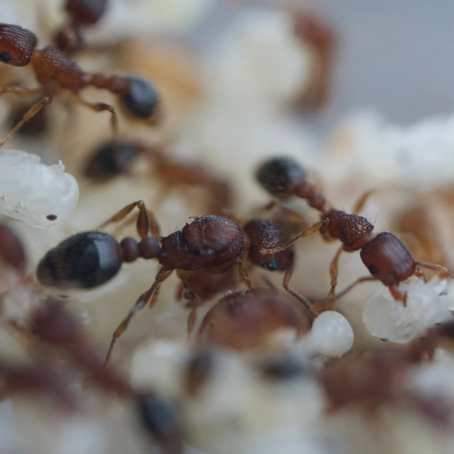 Tetramorium bicarinatum