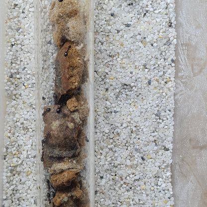 Dolichoderus quadripunctatus (Vierpunktameise) in einem Reagenzglas mit holz