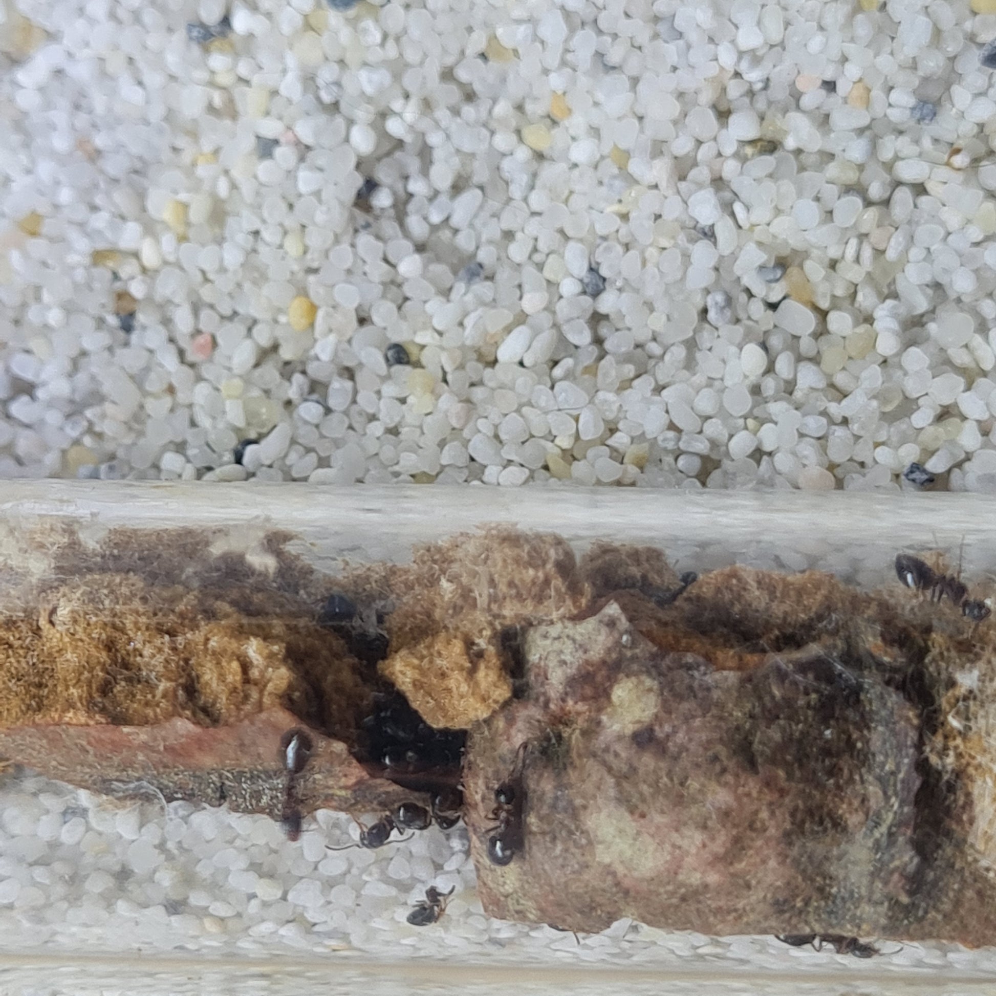 Dolichoderus quadripunctatus (Vierpunktameise) Arbeiterinnen auf einem Stück Holz