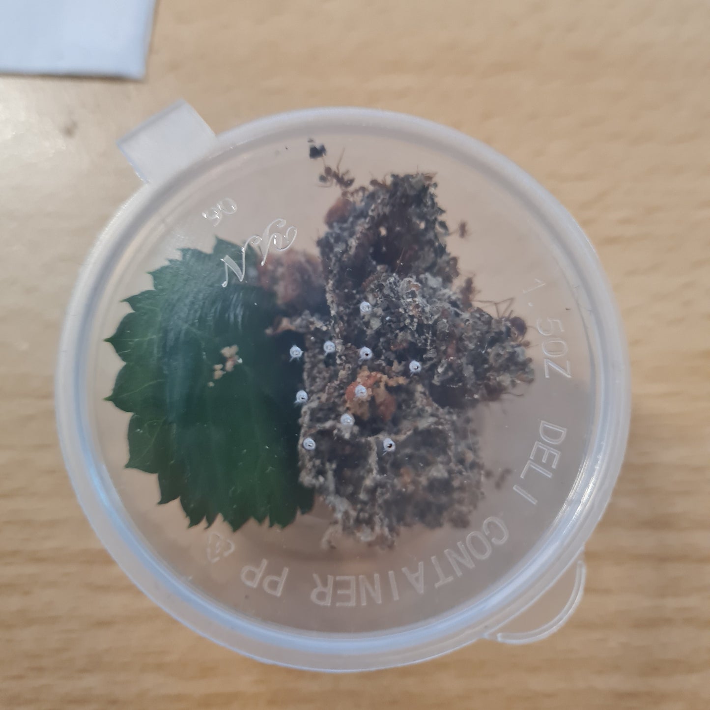 Ersatztpilz für  Atta und Acromyrmex Arten