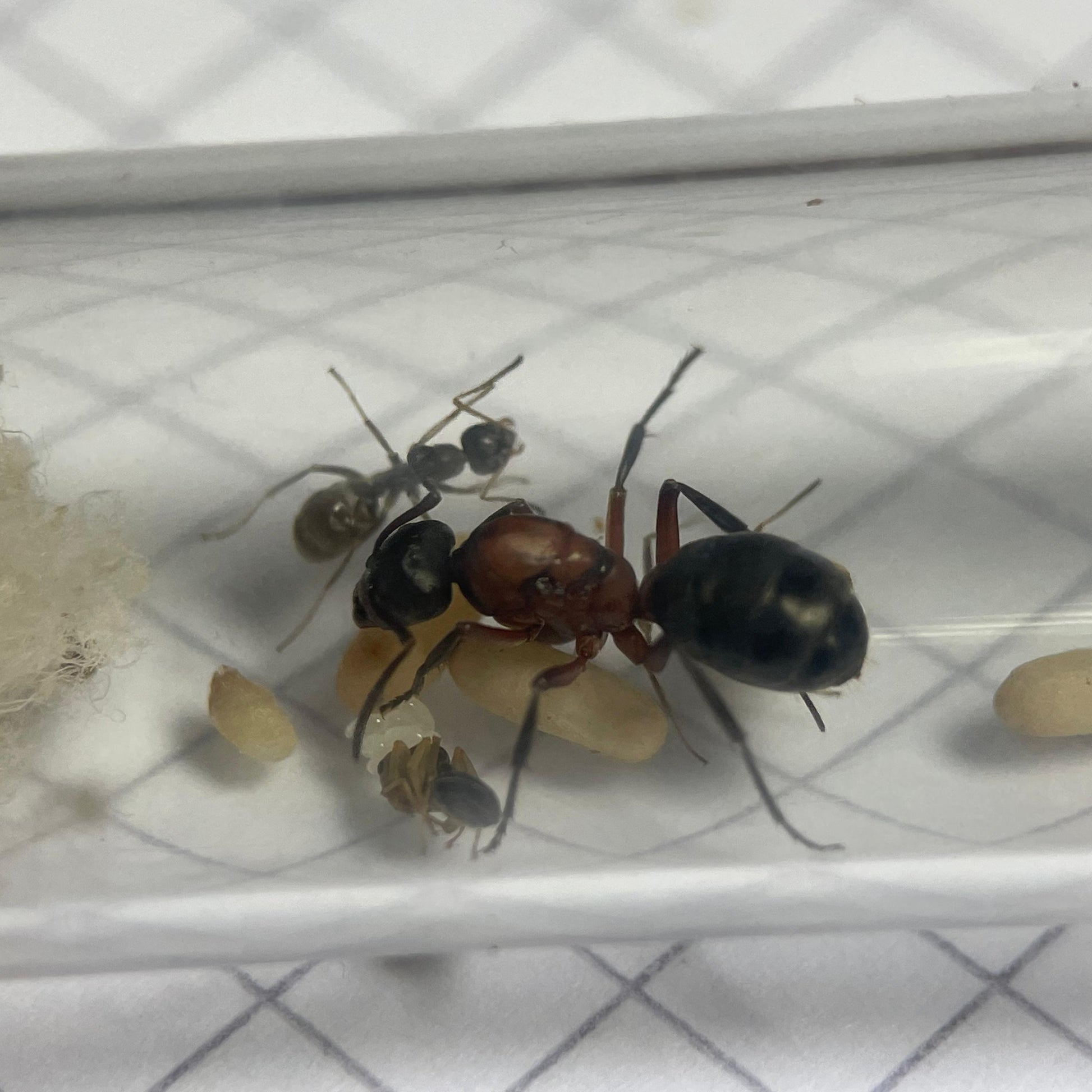 Formica sanguinea im Nest mit Wirtsarbeiterin von Formica fusca und ersten Eiern