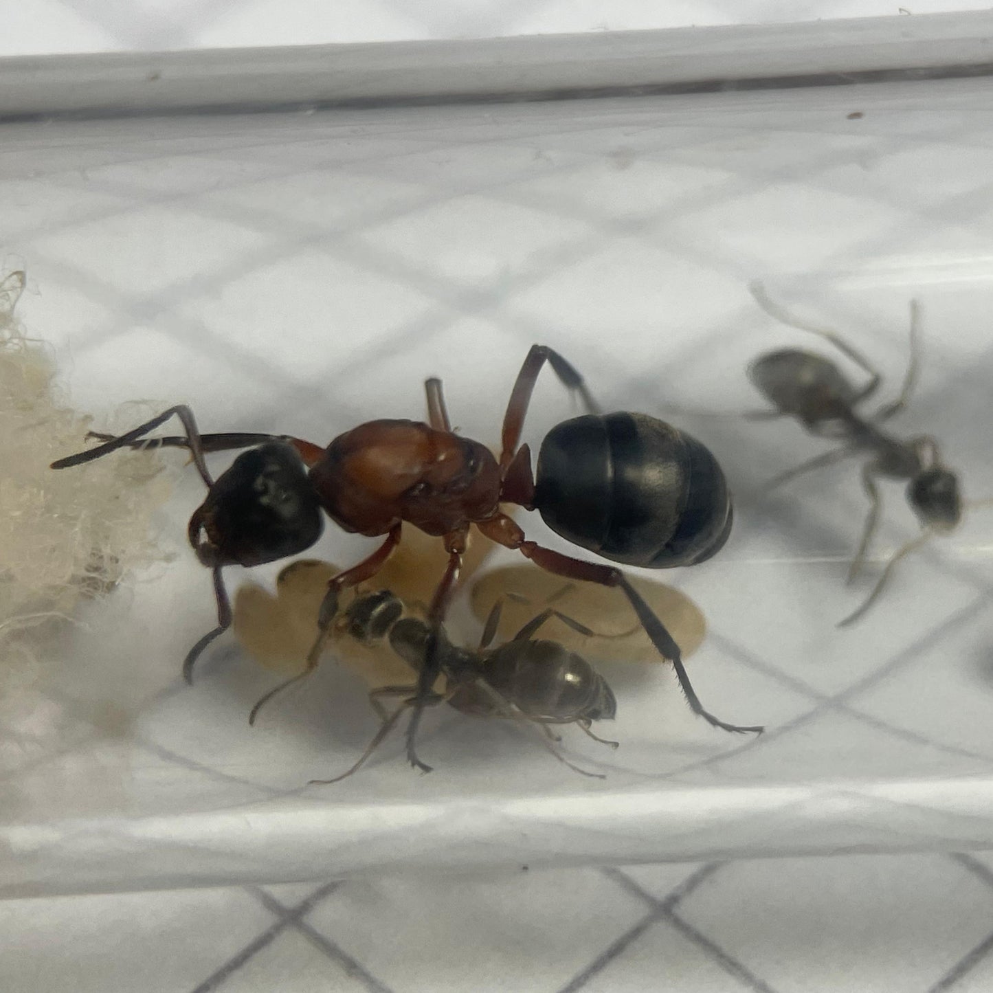 Formica sanguinea Königin in Nahaufnahme mit ihren Wirtsarbeiterinnen