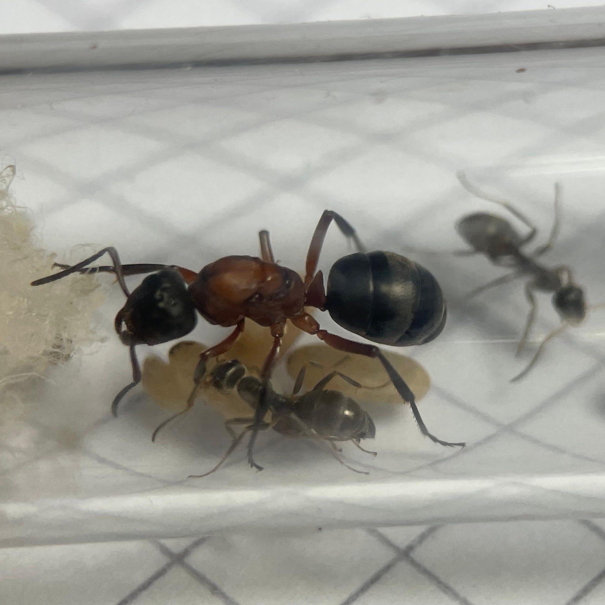 Formica sanguinea Königin in Nahaufnahme mit ihren Wirtsarbeiterinnen