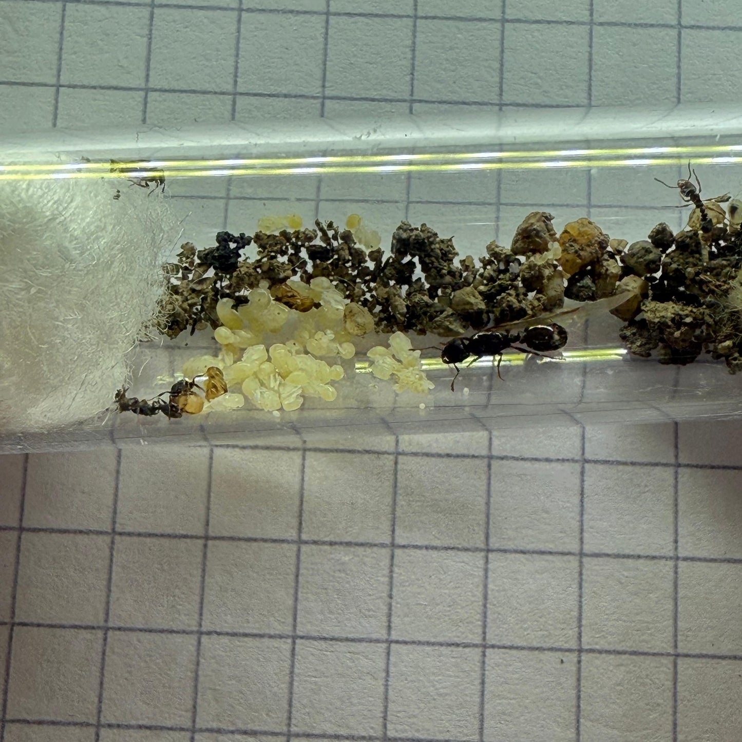 Tetramorium sp. Deutschland