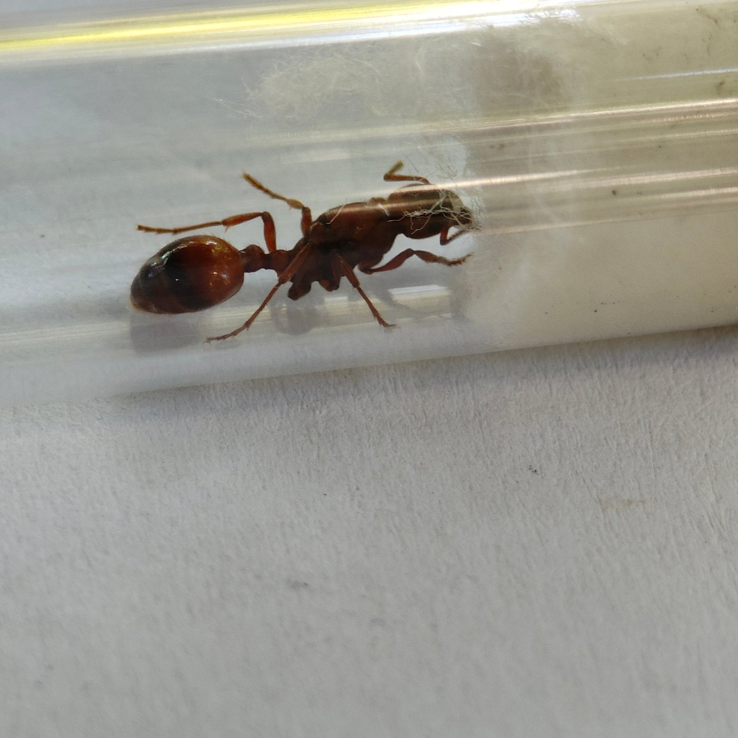 Manica rubida