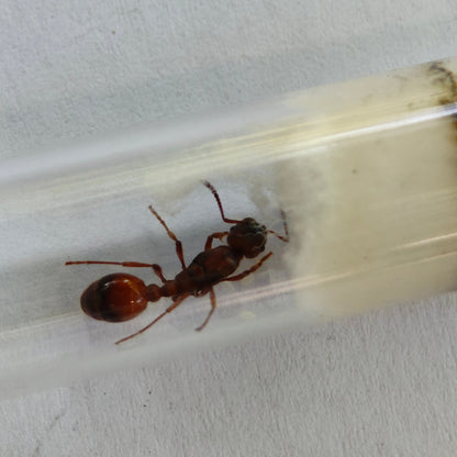 Manica rubida