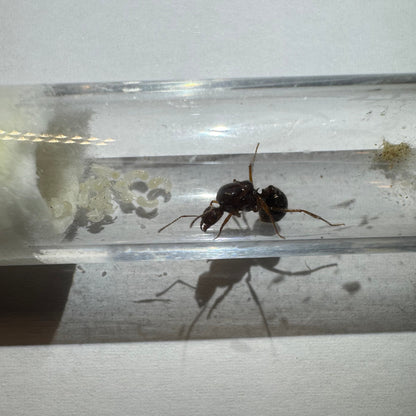 Aphaenogaster longiceps