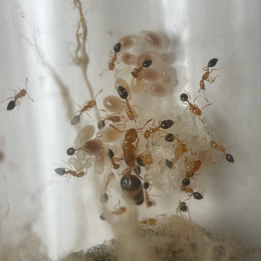 Monomorium intrudens