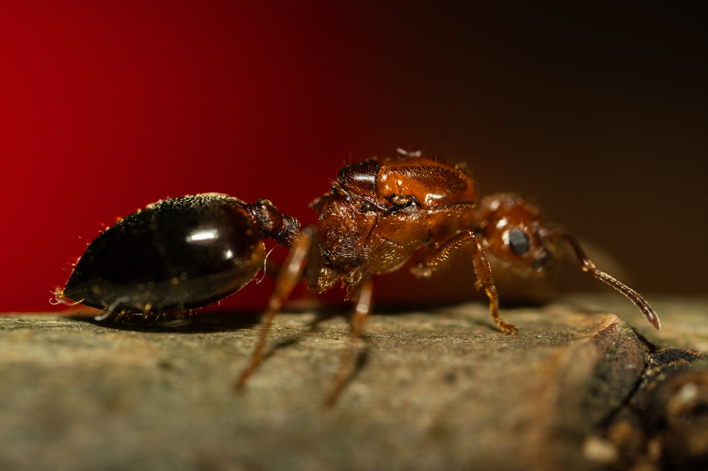 Crematogaster cf. zavattarii